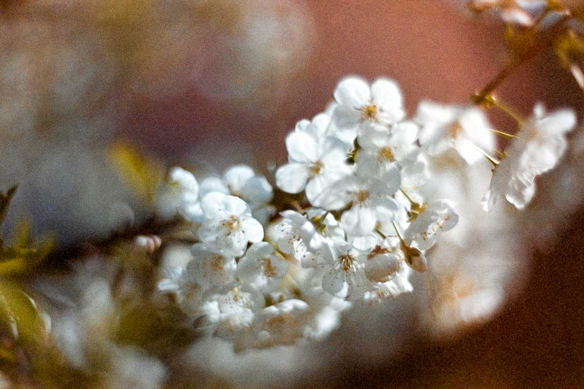 Film 26-04/02